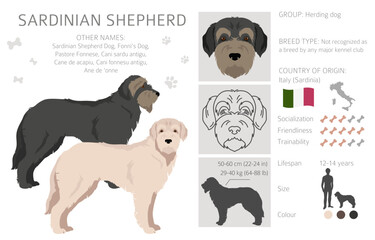 Sardinian Shepherd dog clipart. All coat colors set.  All dog breeds characteristics infographic