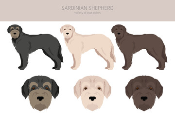Sardinian Shepherd dog clipart. All coat colors set.  All dog breeds characteristics infographic