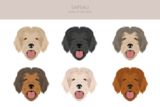 Sapsali dog clipart. All coat colors set.  All dog breeds characteristics infographic
