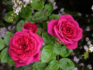 Garden roses are predominantly hybrid roses that are grown as ornamental plants in private or public gardens.
