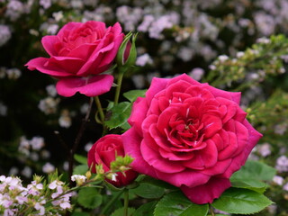 Garden roses are predominantly hybrid roses that are grown as ornamental plants in private or public gardens.