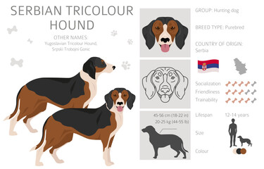 Serbian Tricolor Hound clipart. All coat colors set.  All dog breeds characteristics infographic - obrazy, fototapety, plakaty