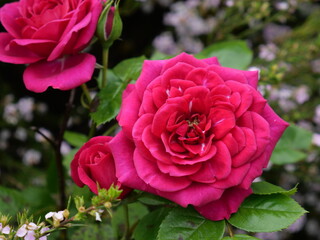 Garden roses are predominantly hybrid roses that are grown as ornamental plants in private or public gardens.