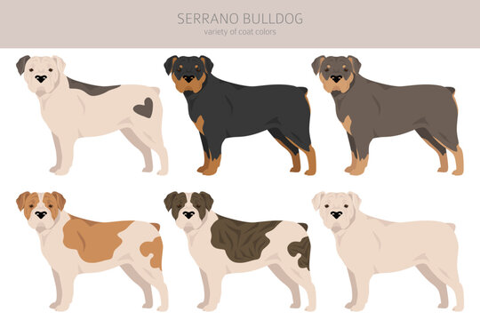 Serrano Bulldog clipart. All coat colors set.  All dog breeds characteristics infographic