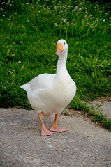 oca