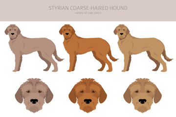 Styrian corse-haired hound clipart. All coat colors set.  All dog breeds characteristics infographic