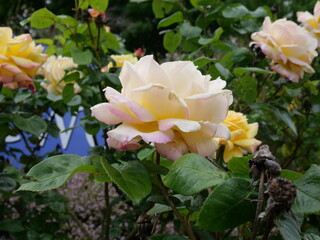 Garden roses are predominantly hybrid roses that are grown as ornamental plants in private or public gardens.