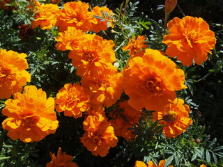 密集して咲くオレンジ色のマリーゴールドの花