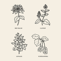 Line art medicinal and essential oil plants - obrazy, fototapety, plakaty