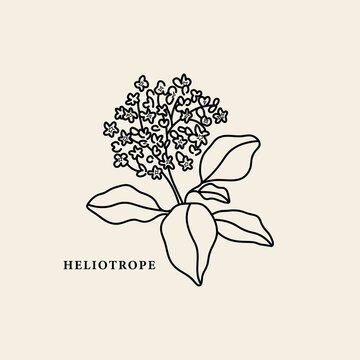70 Heliotrope Flower Illustrations Illustrations RoyaltyFree Vector  Graphics  Clip Art  iStock