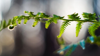 Macro de feuilles de fougère sauvages, photographiées dans la forêt de pins calcinée, à...
