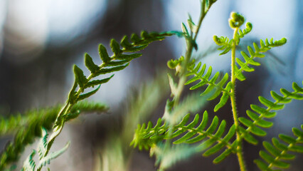 Macro de feuilles de fougère sauvages, photographiées dans la forêt de pins calcinée, à proximité de Landiras