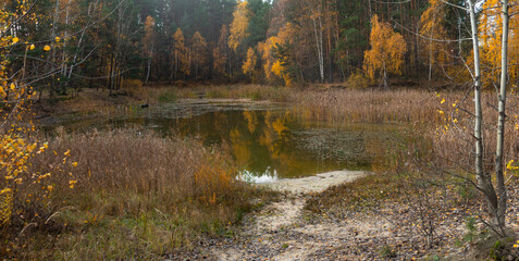 A lake overgrown with reeds in the middle of a forest on an autumn day
