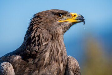 eagle
