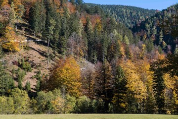 Autumm the bright colors in the forest