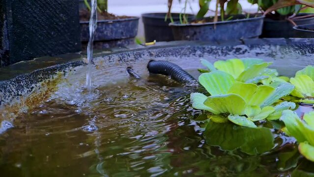 4k video footage Close up of Watercress or Pistia stratiotes Linnaeus on water and water drops on a mini black rock fish pond, very beautiful for cinematic videos