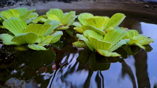 4k video footage Close up of Watercress or Pistia stratiotes Linnaeus on water and water drops on a mini black rock fish pond, very beautiful for cinematic videos