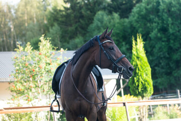 Beautiful portraits of a retired thoroughbred racehorse. Dressed up for dressage