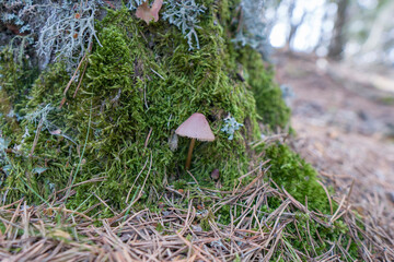 Wild mushroom in the pine forest autumn in Teruel Aragon Spain