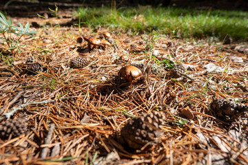 Wild mushroom in the pine forest autumn in Teruel Aragon Spain
