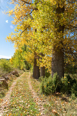 Thin and graceful branches of poplars with golden yellow leaves at the top of the crown against the background of a blue sky