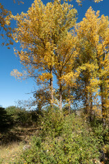 Thin and graceful branches of poplars with golden yellow leaves at the top of the crown against the background of a blue sky