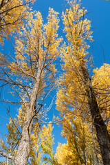 Fototapeta premium Thin and graceful branches of poplars with golden yellow leaves at the top of the crown against the background of a blue sky