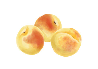 水彩の梅の実01_1