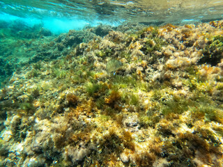 Fototapeta na wymiar Underwater in islola de Sant Andrea in Gallipoli Apulia Italy