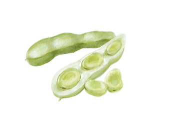 水彩のそら豆01_1