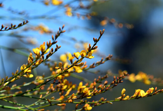 Yellow flowers and rush-like phyllodes of the Australian Native Broom, Viminaria juncea, family Fabaceae, growing in Sydney heath. Endemic to moist temperate south west, and east coast of Australia