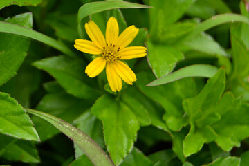 A yellow flower that grows on a plant in the forest in Asian countries