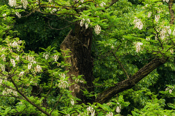 Acacia tree with textured bark, leaves and white flowers blooming in spring