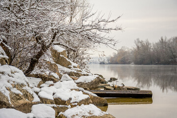 Snow-covered tree on the bank of a winter river