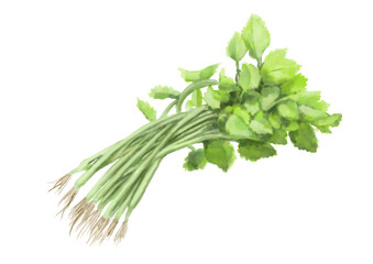 水彩のミツバ01_1