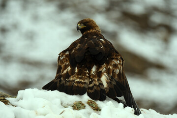 Aguila real en la sierra abulense. Avila.España