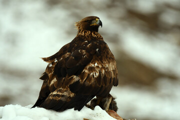 Aguila real en la sierra abulense. Avila.España