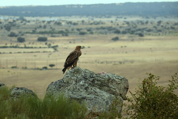 Aguila real en la sierra abulense. Avila.España