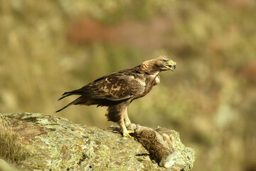 Aguila real en la sierra abulense. Avila.España