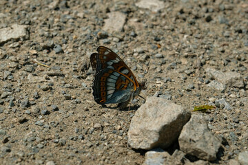 The butterfly sits on rocky ground. Close-up, macro. Side view.