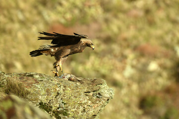 Aguila real en la sierra abulense. Avila.España