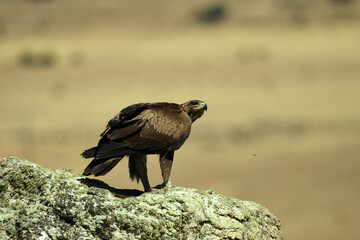 Aguila real en la sierra abulense. Avila.España