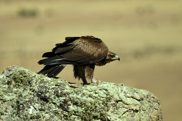 Aguila real en la sierra abulense. Avila.España