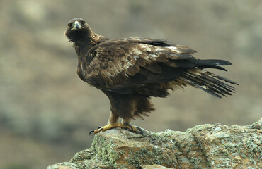 Aguila real en la sierra abulense. Avila.España