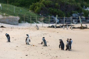 Penguins, Simon's Town, Western Cape, South Africa