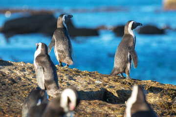 Fototapeta premium Penguins, Simon's Town, Western Cape, South Africa