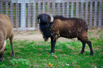 bouc