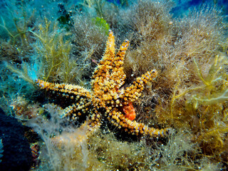 Obraz na płótnie Canvas Scuba Diving and Underwater Photography Malta Gozo Comino - Wrecks Reefs Marine Life Caverns Caves History