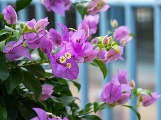 Obraz premium A purple bougainvillea flower with 3 paper-like leaves. There are small flowers that are true flowers, 3 flowers in 1 bouquet, long-lived stems with thorns, plants like the sun.