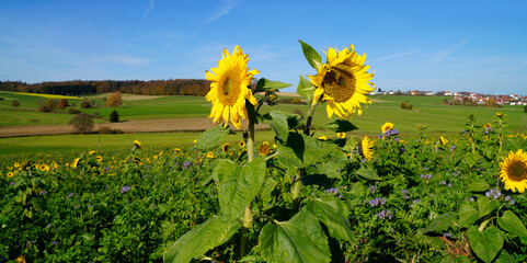 	beautiful sun-drenched Bavarian countryside with the scenic sunflower fields against the blue sky...